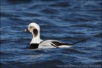 Long Tailed Duck