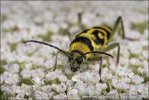 Longhorn Beetle