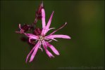 Lychnis fleur de coucou