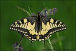 Machaon papillon