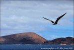 Magnificent Frigatebird