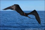 Magnificent Frigatebird