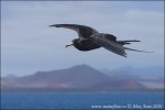 Magnificent Frigatebird