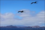 Magnificent Frigatebird