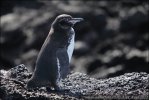 Manchot des Galapagos