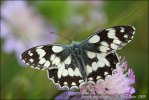 Marbled White