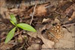 Margasis satyras