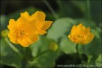 Marsh Marigold