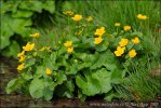 Marsh Marigold