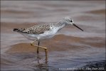 Marsh Sandpiper