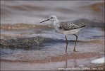 Marsh Sandpiper