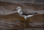 Marsh Sandpiper