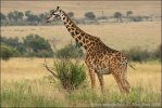 Masai Giraffe