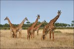 Masai Giraffe