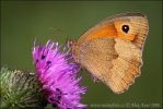 Meadow Brown