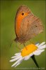 Meadow Brown