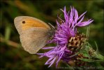 Meadow Brown