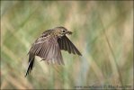 Meadow Pipit