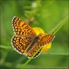 Melitaea cinxia