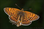 Melitaea cinxia