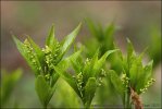 Mercurialis perennis