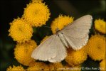 Minoa murinata