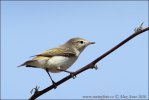 Mosquitero papialbo