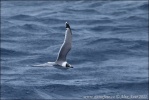Mouette de Franklin