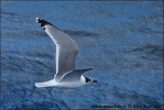 Mouette de Franklin