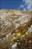 Mountain Alyssum