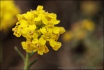 Mountain Alyssum