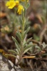 Mountain Alyssum