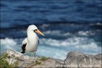 Nazca Booby