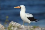 Nazca Booby