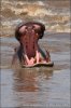 Nijlpaard