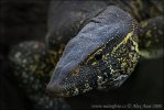 Nile Monitor