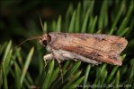 Noctuelle baignée