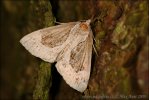 Noctuelle épaissie