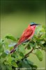 Northern Carmine Bee-eater