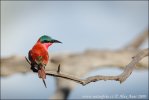 Northern Carmine Bee-eater