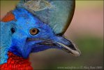 Northern Cassowary