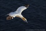 Northern Gannet