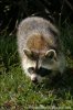 Northern Raccoon