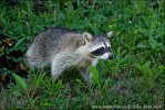 Northern Raccoon