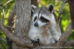 Northern Raccoon