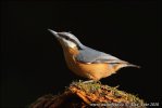 Nuthatch