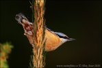 Nuthatch