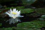 Nymphaea alba