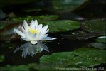 Nymphaea alba