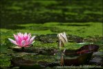 Nymphaea alba